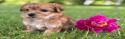 Morkie dogs for sale: Brookie  - Ad 9