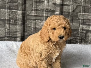 Mini Goldendoodle dogs - Ad 22