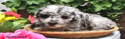 Miniature Poodle dogs for sale: Candy  - Ad 7