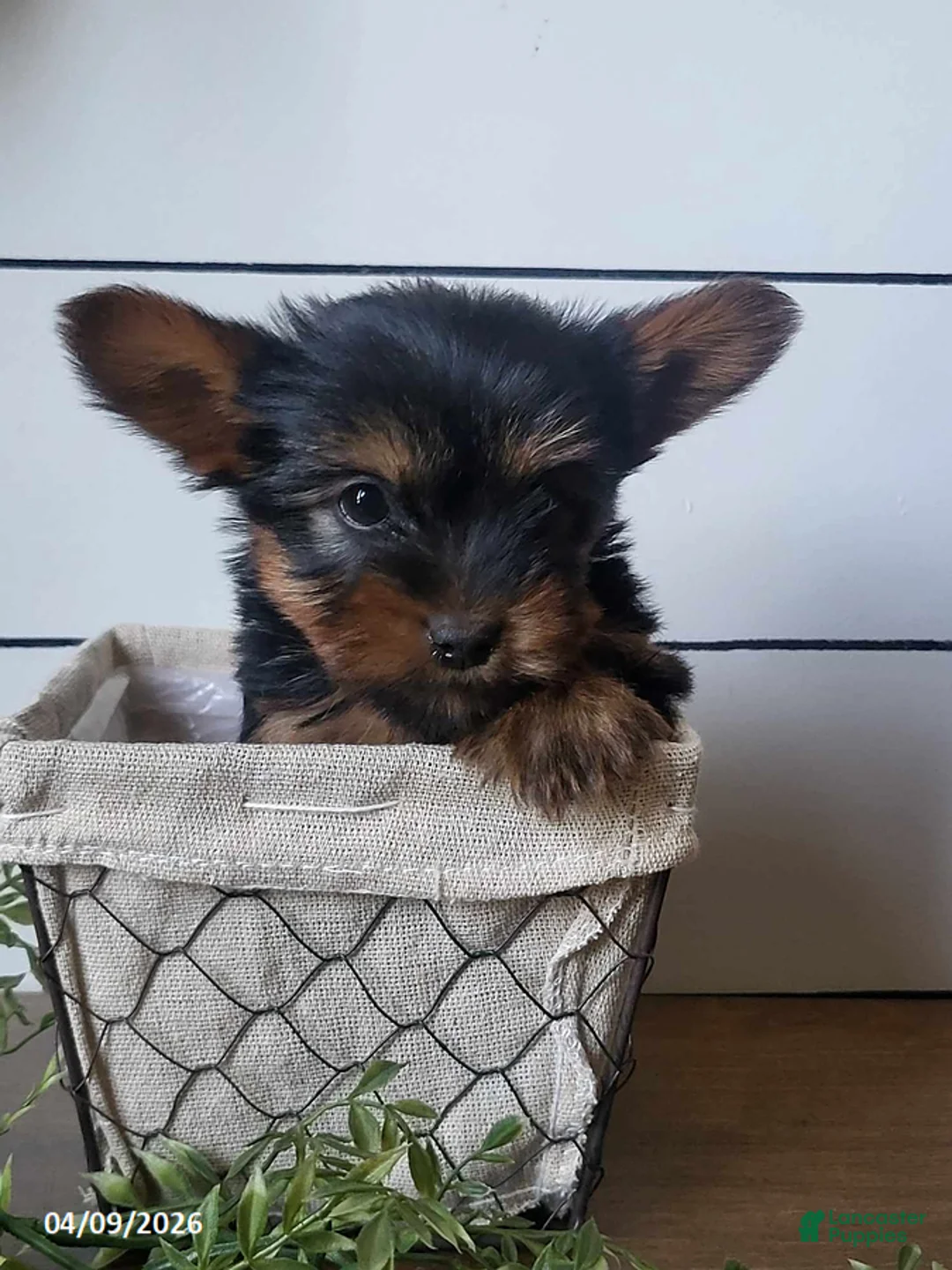 Yorkshire Terrier dogs for sale: Biscuit - Ad 4