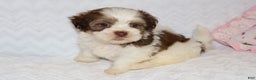 Shihpoo dogs for sale: Ethan - Ad 5