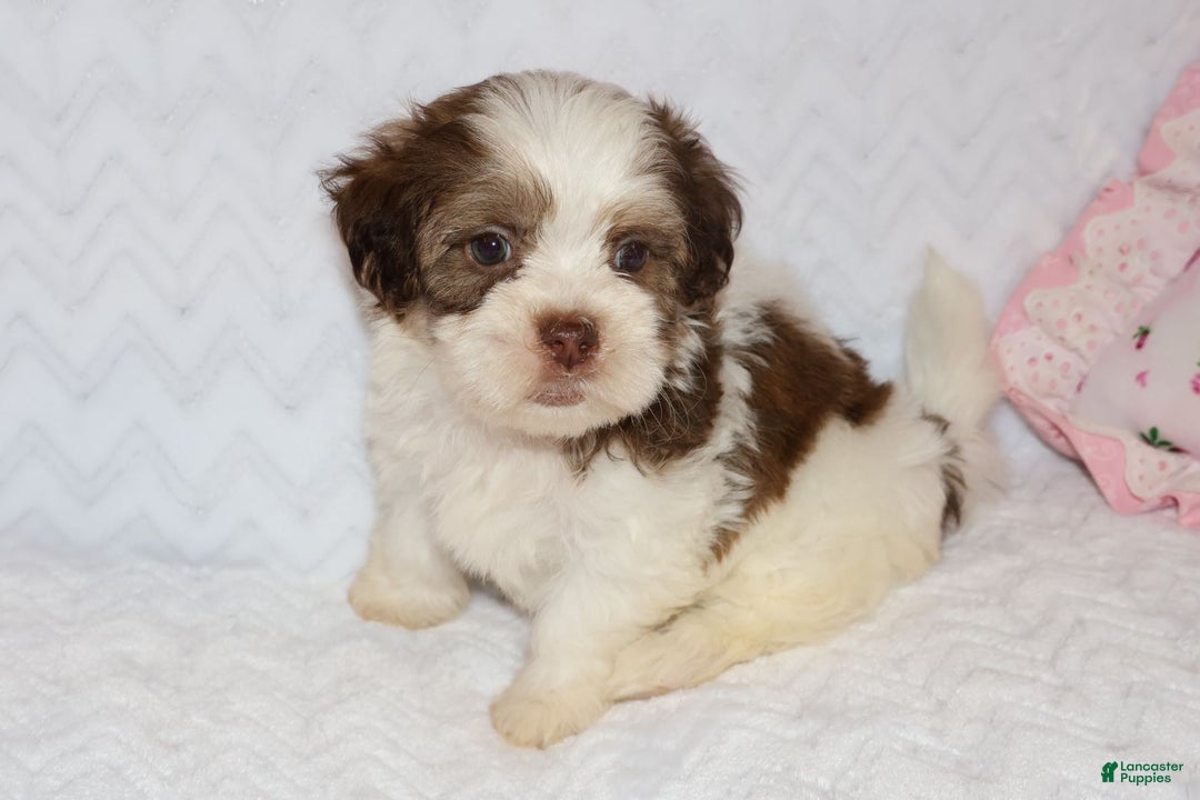 Shihpoo dogs for sale: Ethan - Ad 5