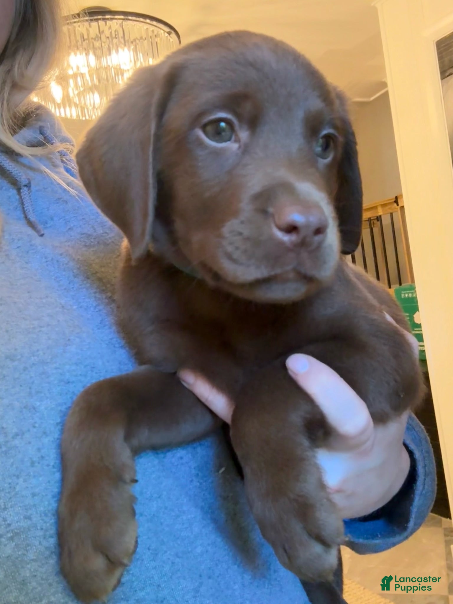 Labrador Retriever dogs Green Collar Chocolate Lab Puppy - Ad 1