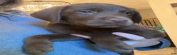 Labrador Retriever dogs for sale: Green Collar Chocolate Lab Puppy - Ad 1