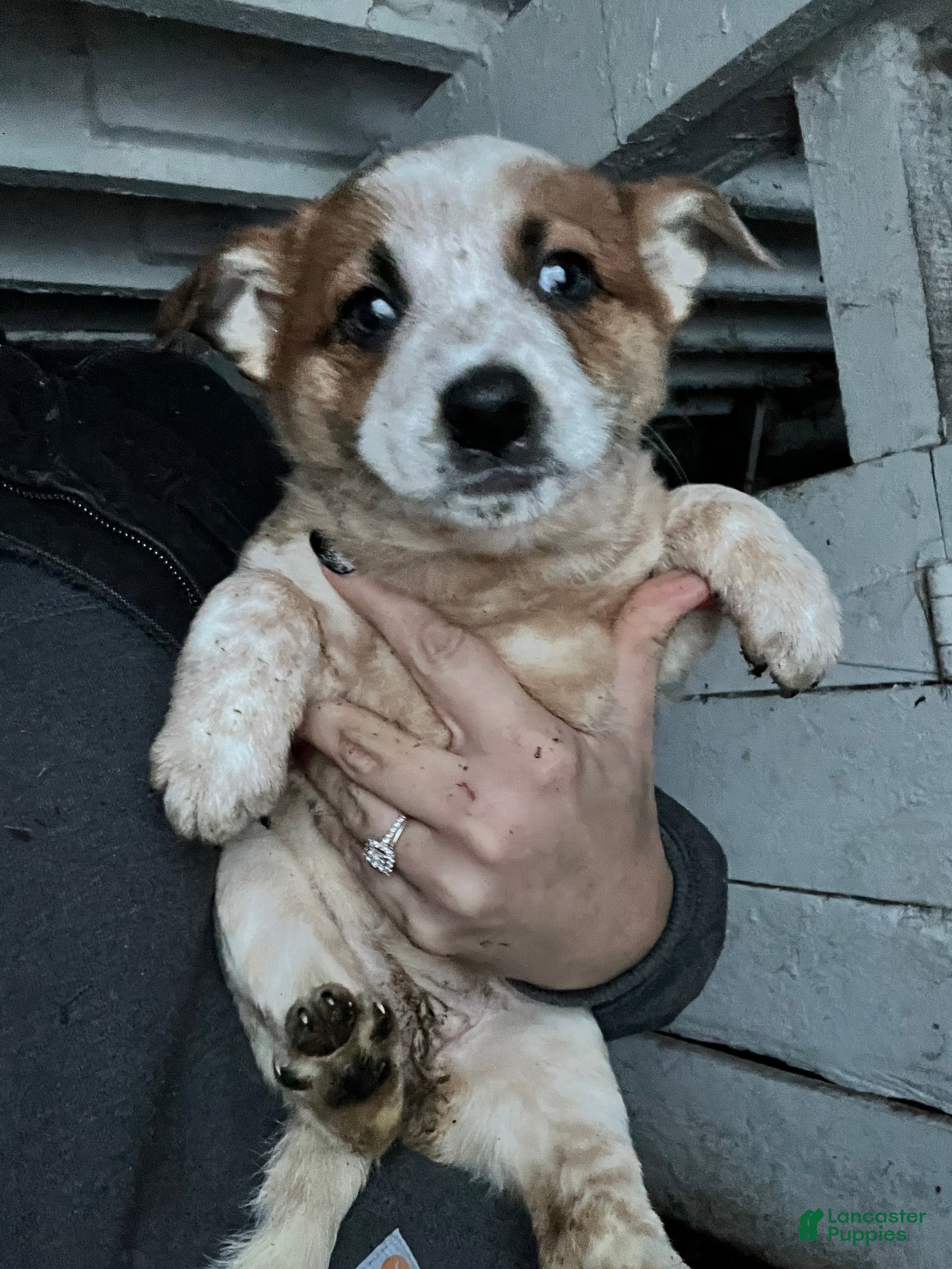 Australian Cattle Dog dogs Isabel - Ad 37