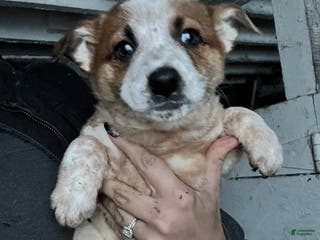 Australian Cattle Dog dogs Isabel - Ad 11