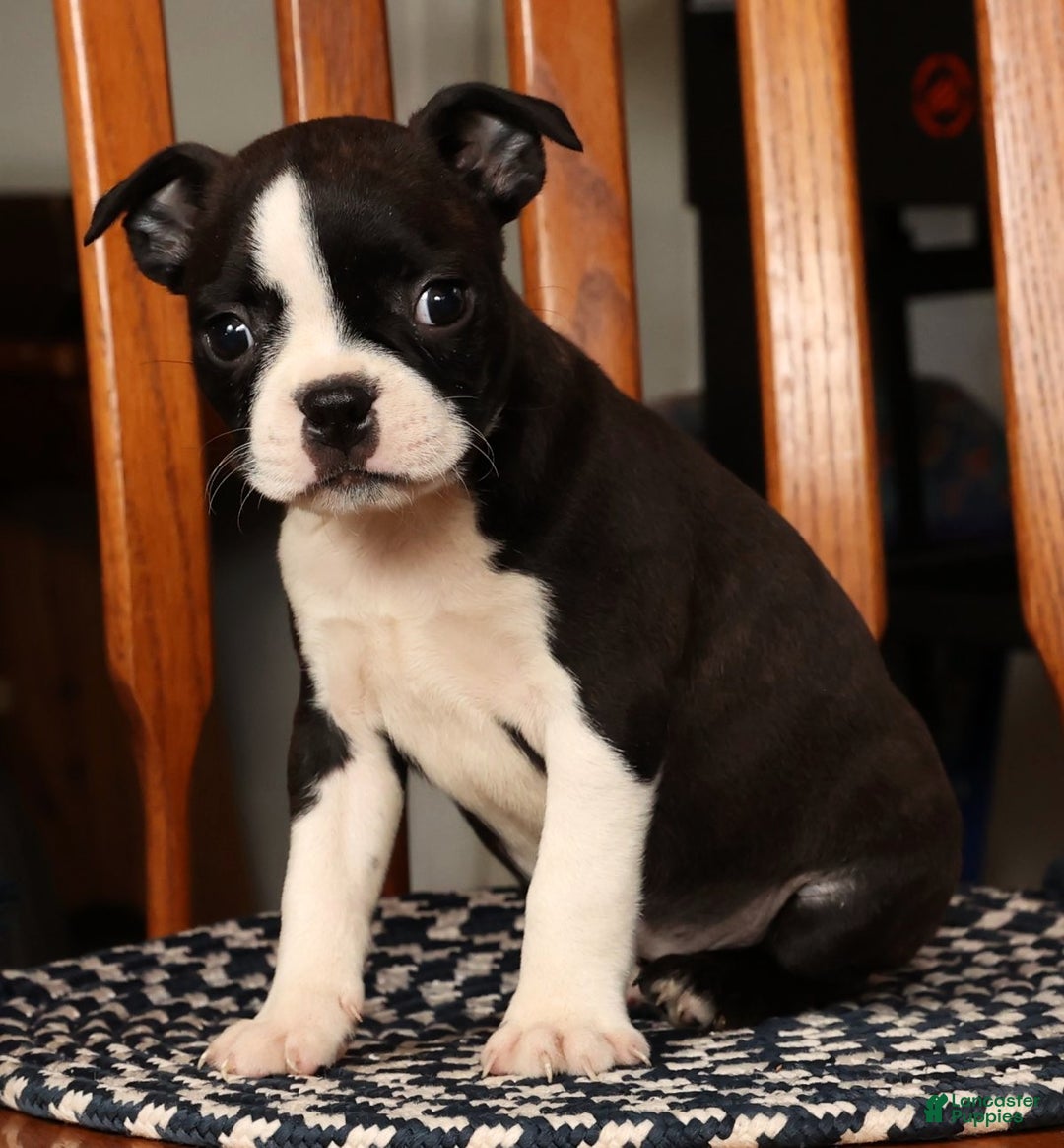 Boston Terrier dogs for sale: Ellie - Ad 8