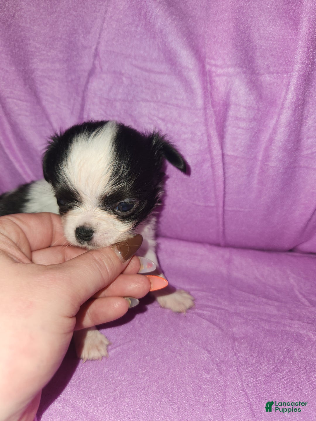 Chihuahua dogs for sale: Annies Female 3 - Ad 2