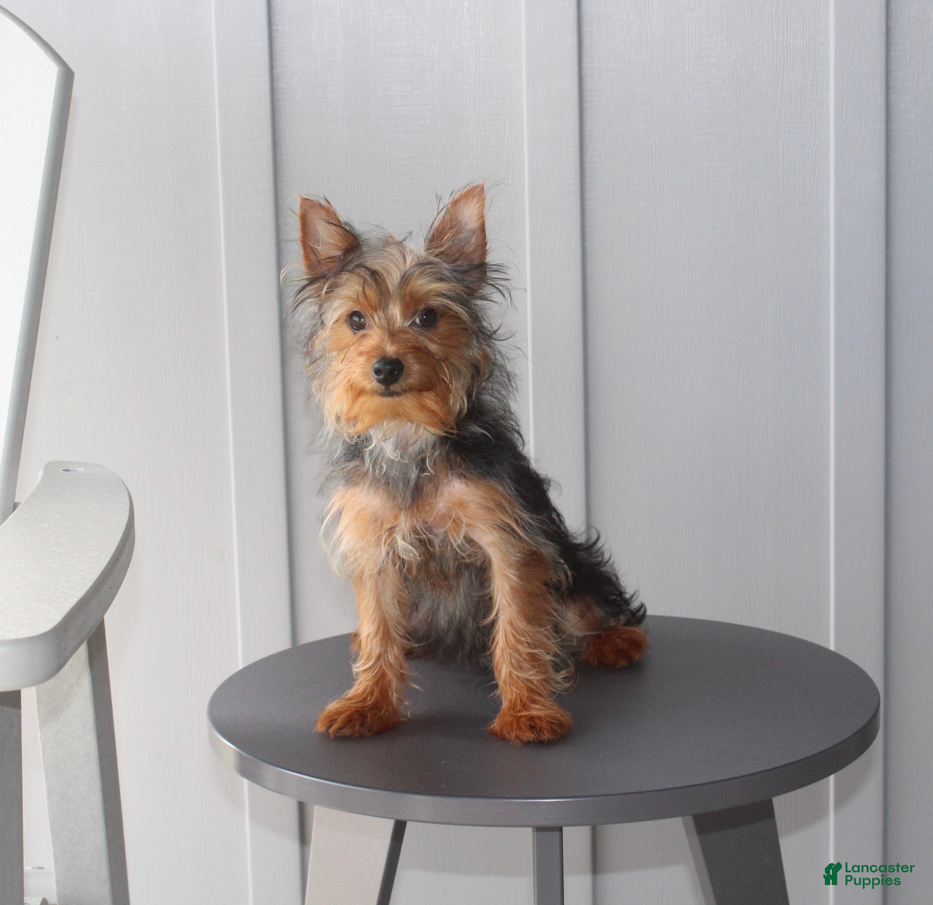 Yorkshire Terrier dogs Pluto - Ad 1