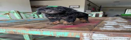 Miniature Poodle dogs for sale: Akc Clear 🧬 tested Black Phantom 🩷 - Ad 2
