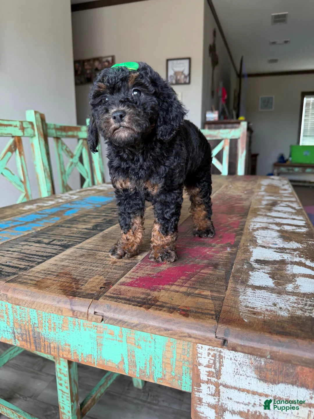 Miniature Poodle dogs for sale: Akc Clear 🧬 tested Black Phantom 🩷 - Ad 2