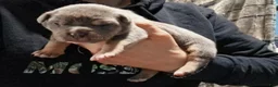 American Bully dogs for sale: American Bully Puppy 1 - Ad 5