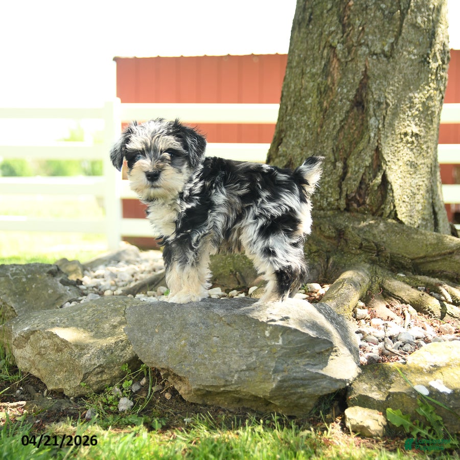 Miniature Schnauzer dogs Louis - Ad 2