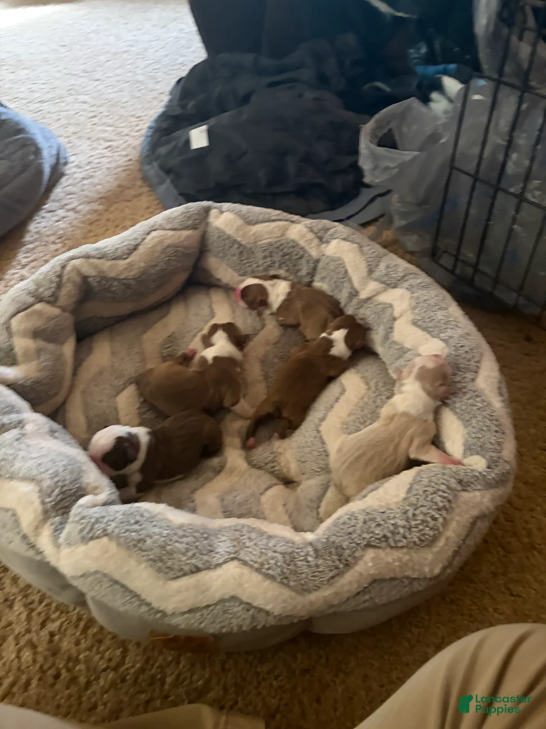 Boston Terrier dogs for sale: Alvin - Ad 4