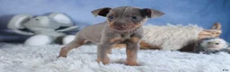 Miniature Pinscher dogs for sale: ALEX - Ad 4