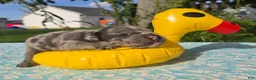 Olde English Bulldogge dogs for sale: Marshall - Ad 3
