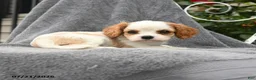 Cavalier King Charles Spaniel dogs for sale: Scarlett - Ad 3