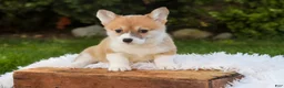 Welsh Corgi Pembroke dogs for sale: Miriam Welsh Corgi Pembroke - Ad 3
