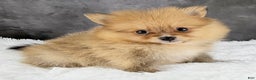 Pomeranian dogs for sale: Pomeranian Puppy 3 - Ad 4