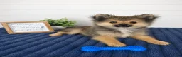 Pomeranian dogs for sale: Snickers - Ad 2