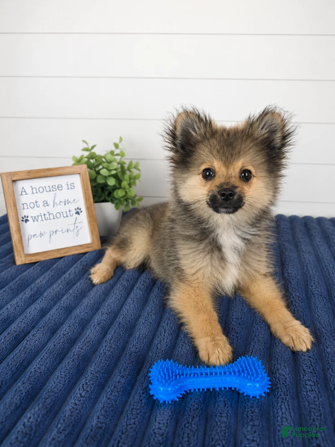 Pomeranian dogs for sale: Snickers - Ad 2
