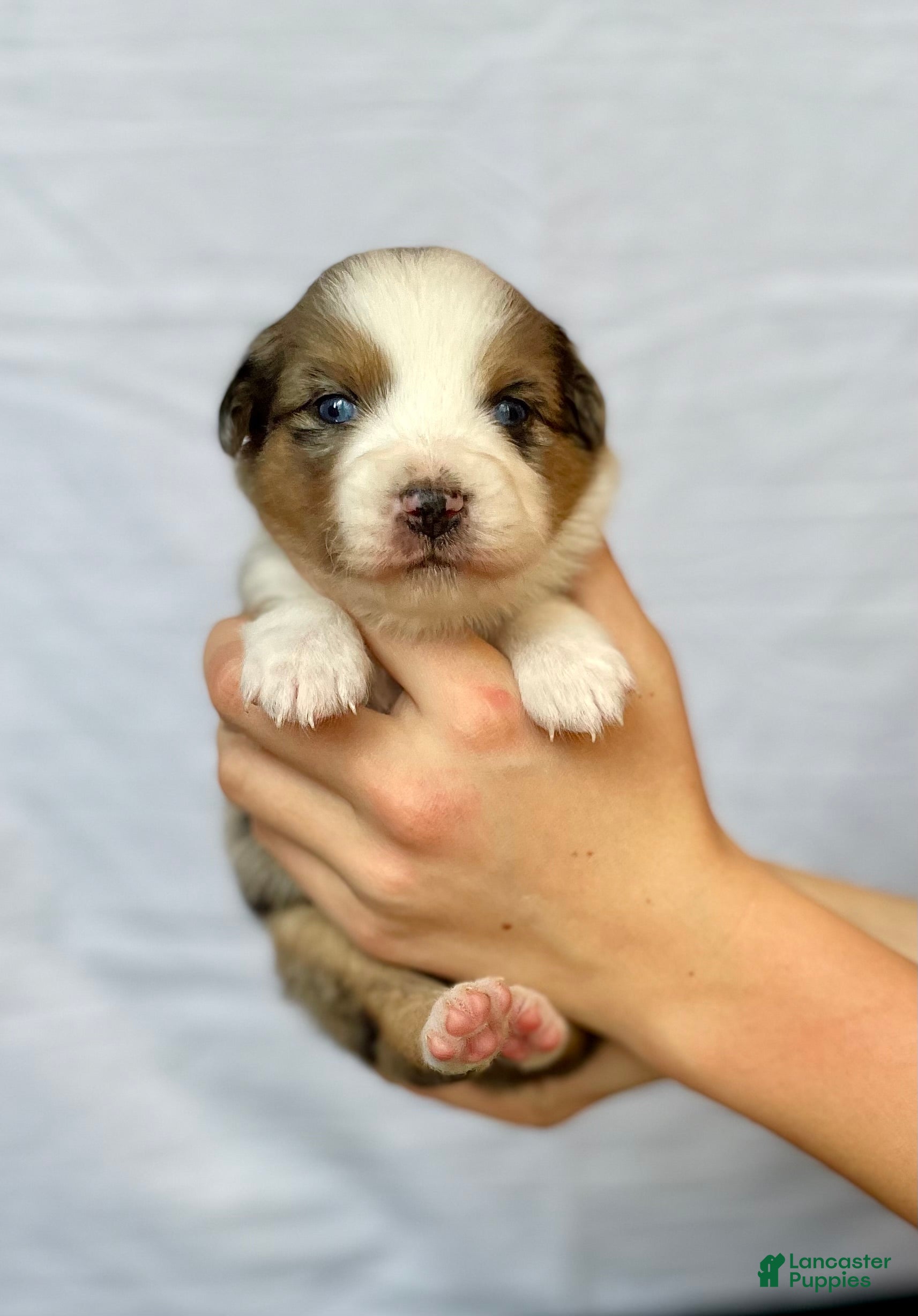 Australian Shepherd dogs Brave - Ad 25