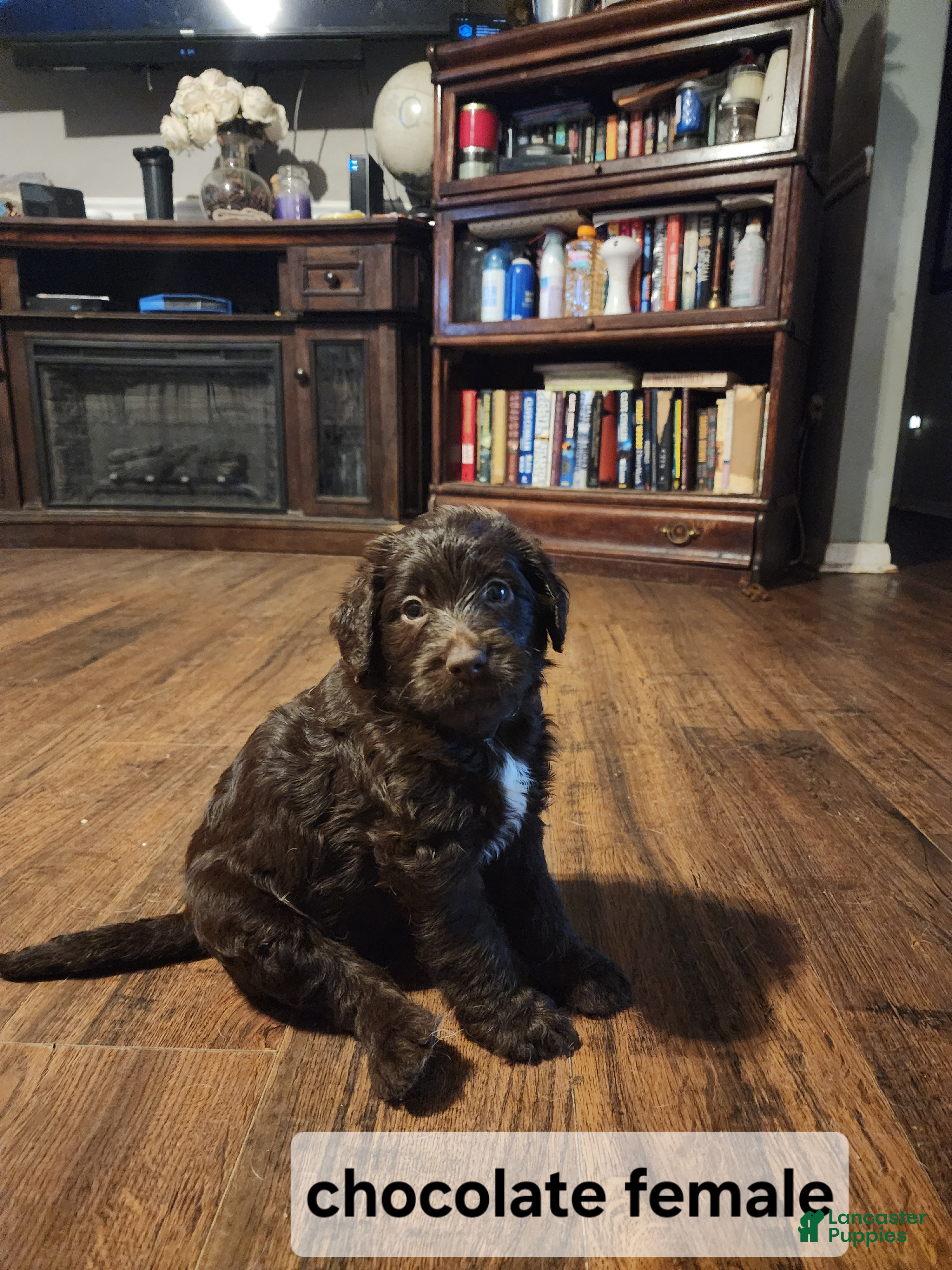 Labradoodle dogs Labradoodle chocolate female - Ad 1