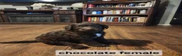 Labradoodle dogs for sale: Labradoodle chocolate black collar - Ad 15
