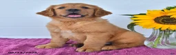 Golden Retriever dogs for sale: Caleb - Ad 2