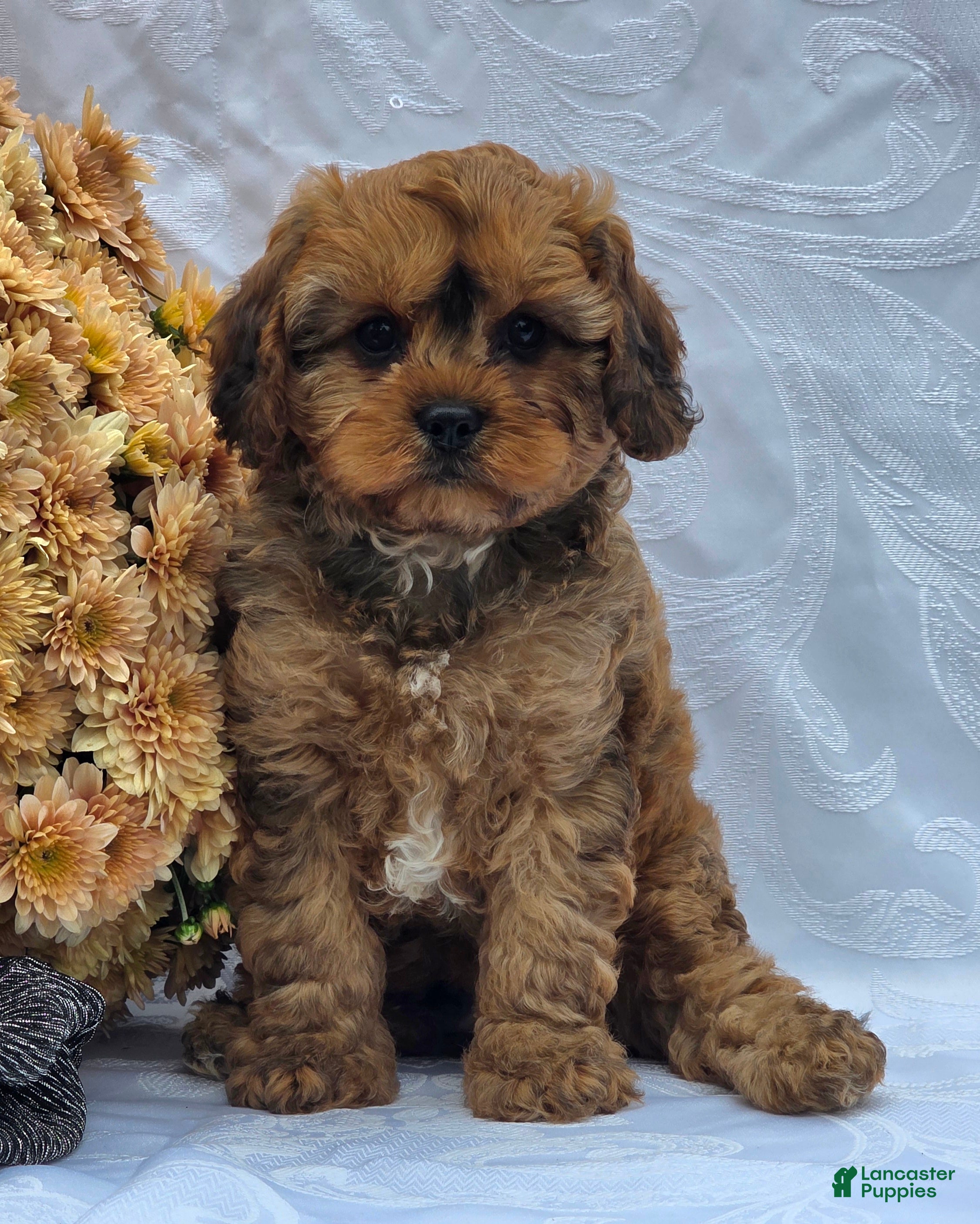 Cavapoo dogs Robby - Ad 1