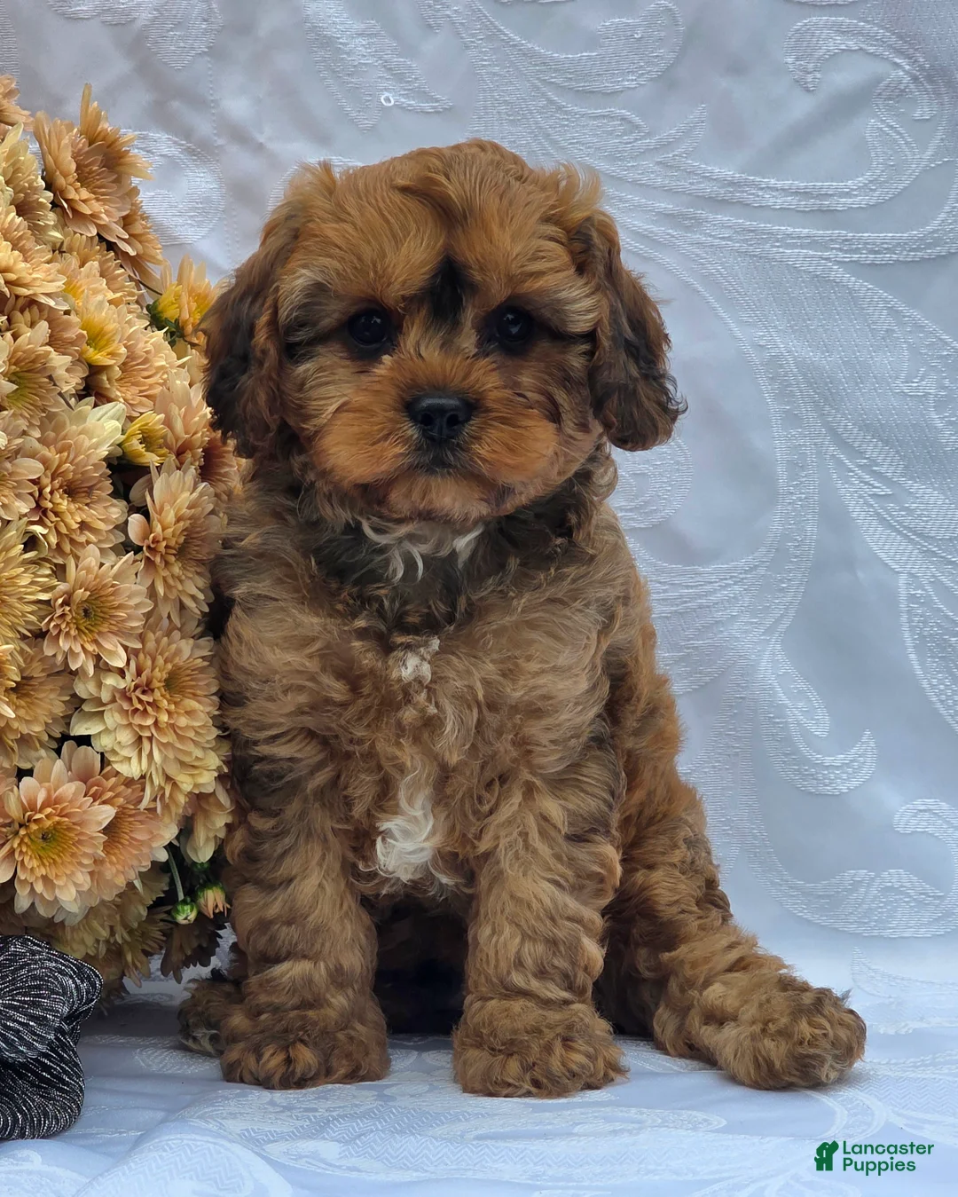 Cavapoo dogs for sale: Robby - Ad 1