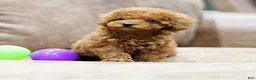 Toy Poodle dogs for sale: Lina - Ad 4