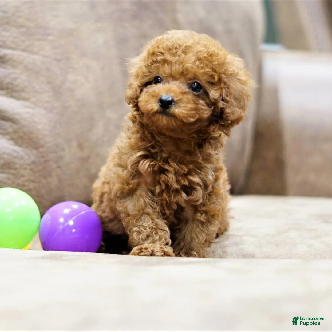 Toy Poodle dogs for sale: Lina - Ad 4