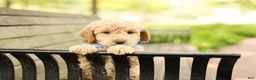 Mini Goldendoodle dogs for sale: Paddington - Ad 4