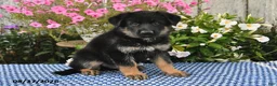 German Shepherd dogs for sale: Atlas - Ad 3