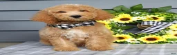 Goldendoodle dogs for sale: Jackson - Ad 1