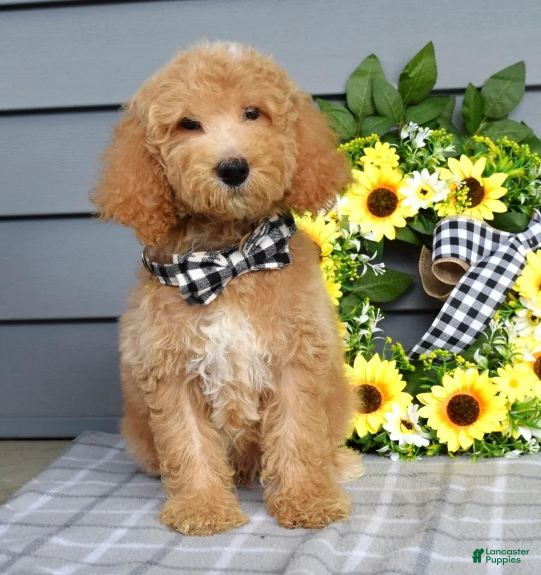 Goldendoodle dogs for sale: Jackson - Ad 1