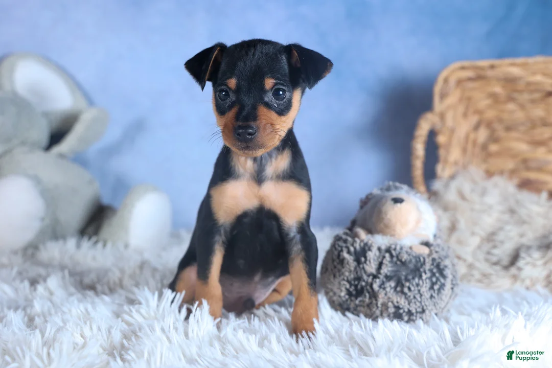 Miniature Pinscher dogs for sale: ARCHIE - Ad 1