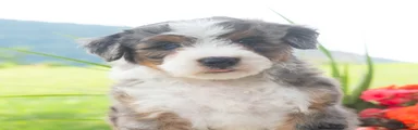 Rascal 
