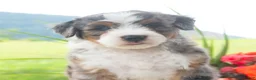 Mini Bernedoodle dogs for sale: Rascal  - Ad 1