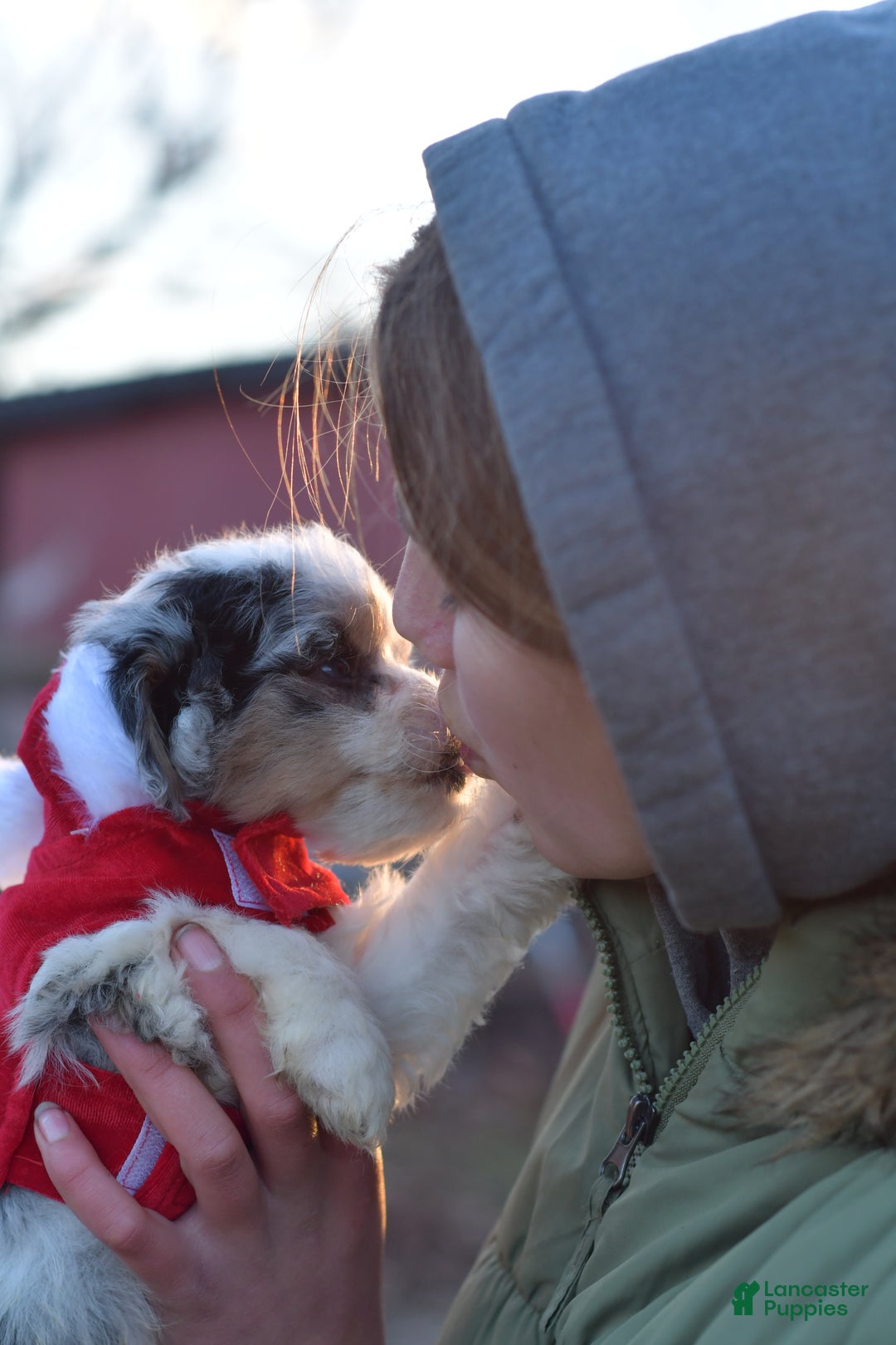 Mini Aussiedoodle dogs for sale: Cash - Ad 37