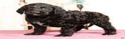 Labradoodle dogs for sale: Glenda - Ad 4