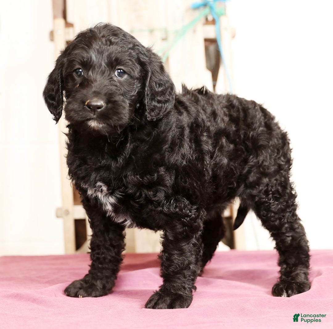 Labradoodle dogs for sale: Glenda - Ad 4