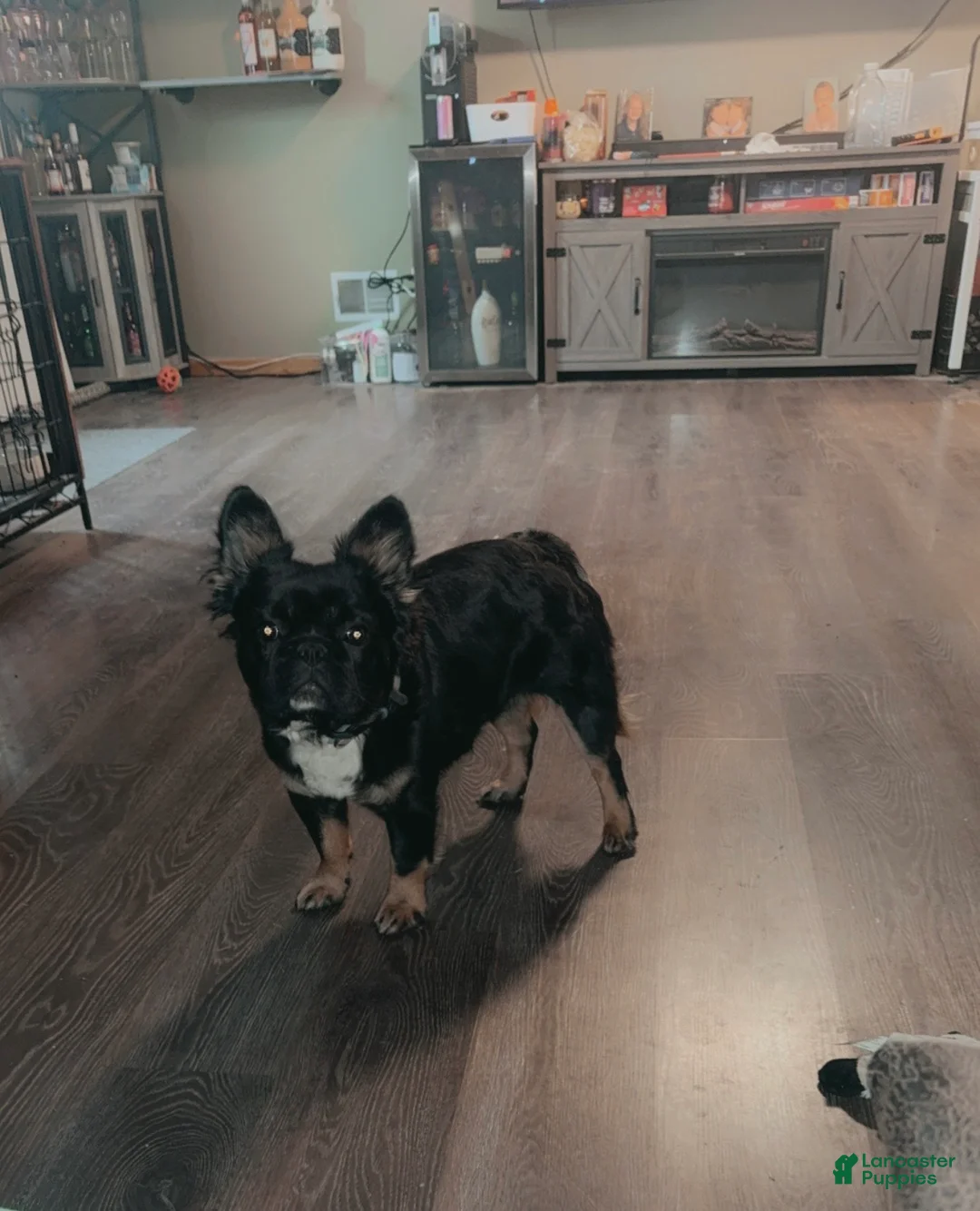 French Bulldog dogs for sale: French Bulldog Puppy 1 - Ad 3