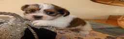 Shorkie dogs for sale: Shorkie 1 Saylor - Ad 5