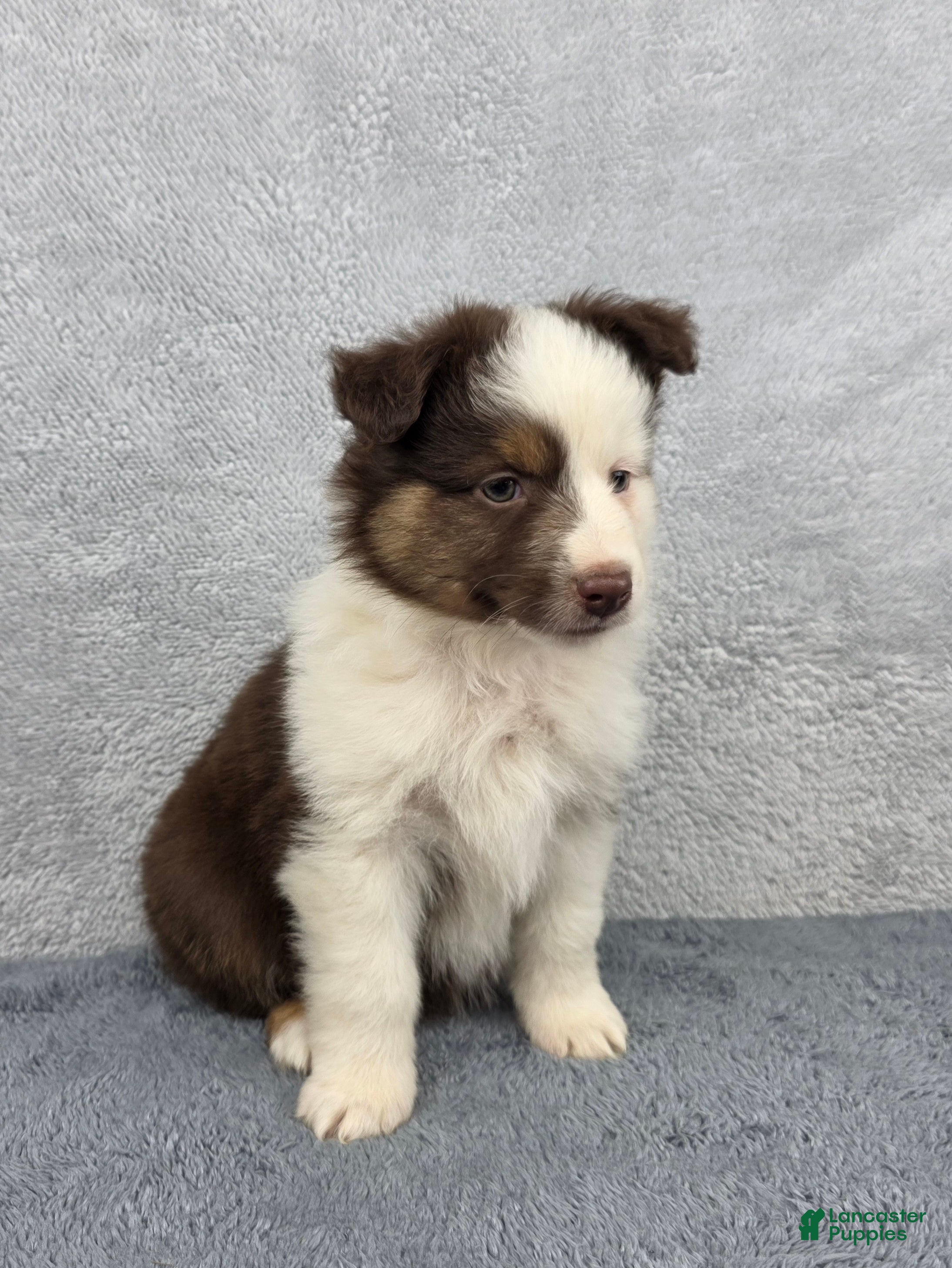 Miniature Australian Shepherd dogs Maverick  - Ad 1