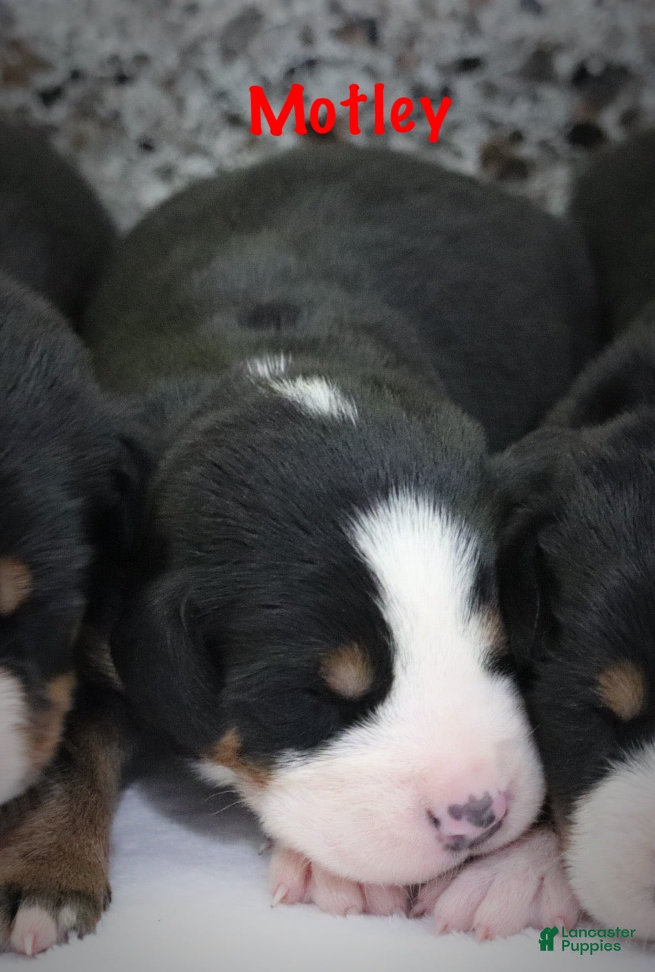 Greater Swiss Mountain Dog dogs Motley  - Ad 1