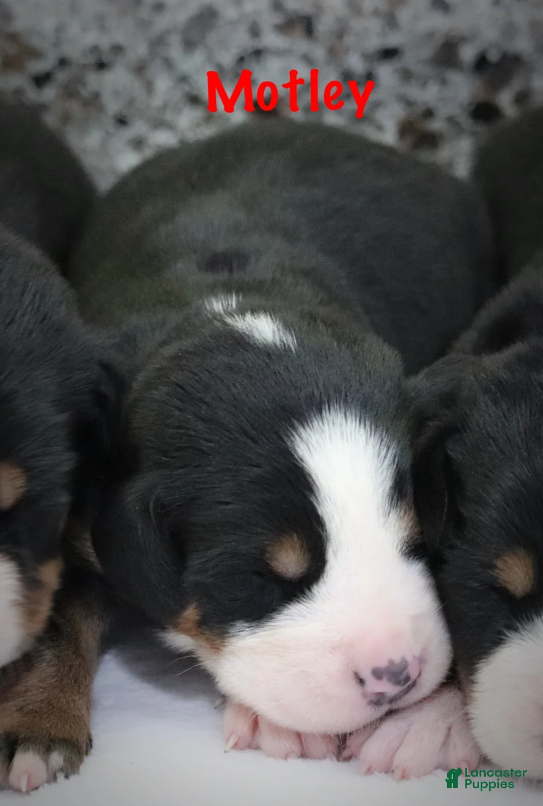 Greater Swiss Mountain Dog dogs for sale: Motley  - Ad 1