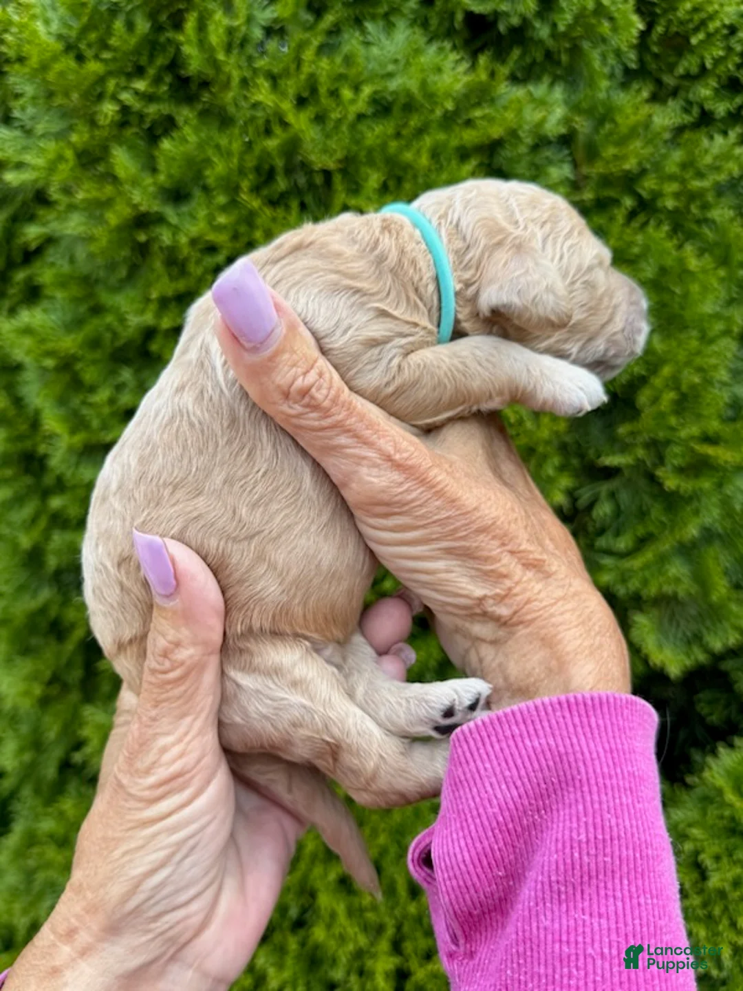 Goldendoodle dogs for sale: Light Blue - Ad 4