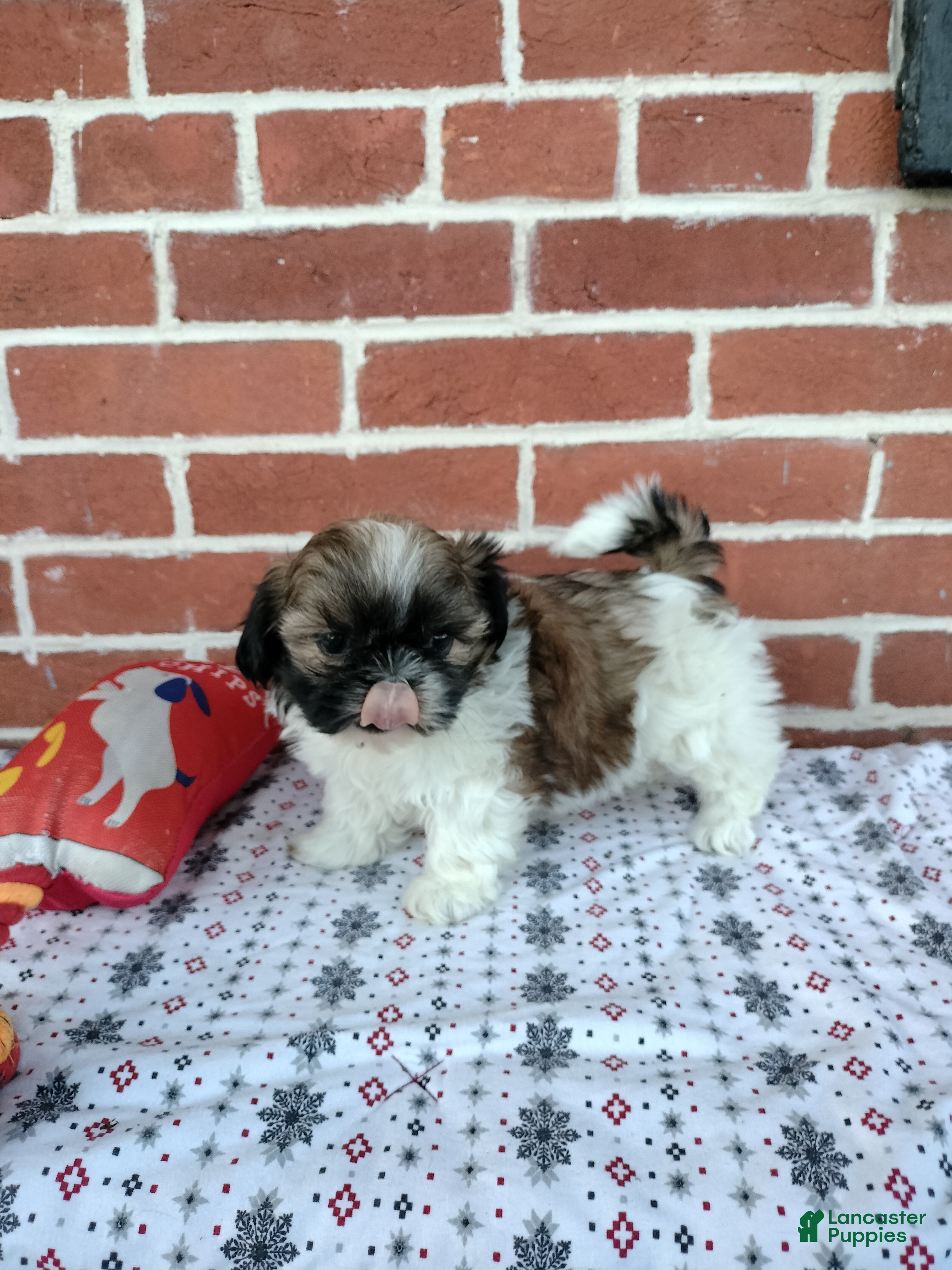 Shih Tzu dogs Dora - Ad 1